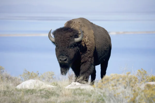 Buffalo em Antelope Island State Park — Fotografia de Stock