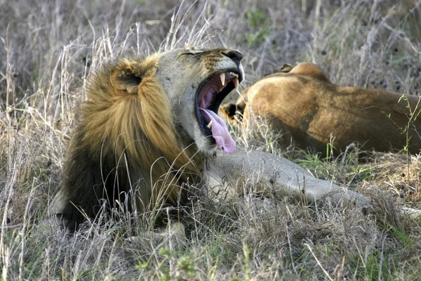 Um leão macho bocejando no Parque Mikumi na Tanzânia África — Fotografia de Stock