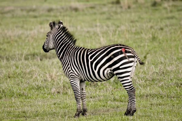 Zebra attackerad av ett lejon — Stockfoto