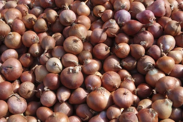 stock image Onions in bulk