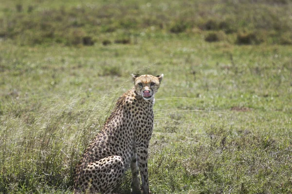 Cheetah con la lingua fuori — Foto Stock