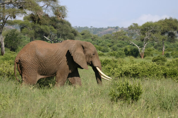 Elephant walking in Tarangire Park Tanzania, Africa