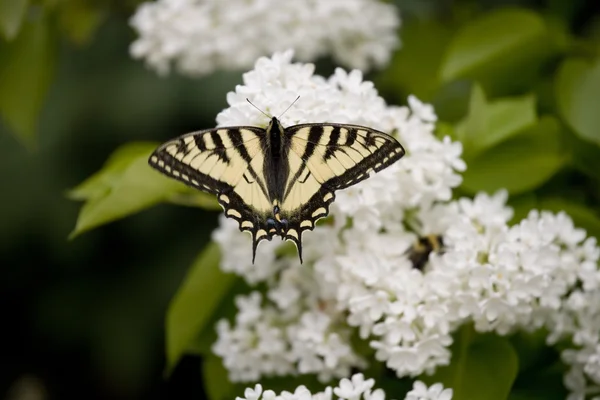Fecskefarkú butterfly on lila — Stock Fotó
