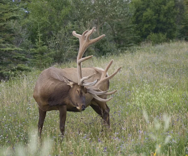 Karcolás Elk — Stock Fotó