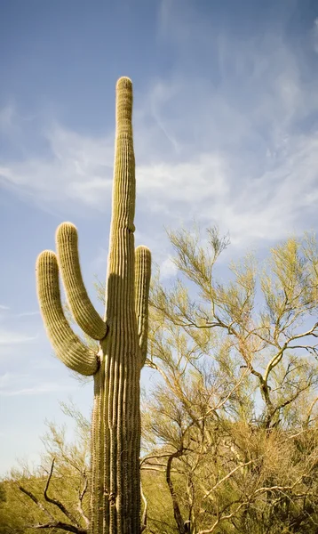 Saguaro kaktüsü — Stok fotoğraf