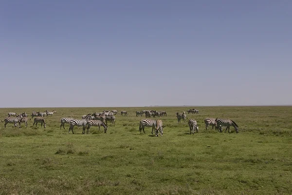 Κοπάδι ζέβρες βόσκουν σε στις πεδιάδες του serengeti, Τανζανία — Φωτογραφία Αρχείου
