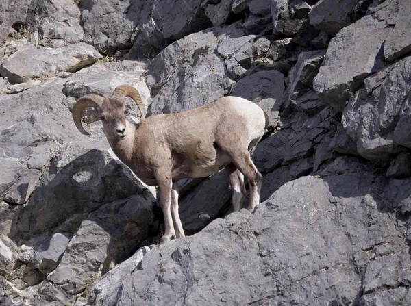 落基山脉的长角羊 — 图库照片