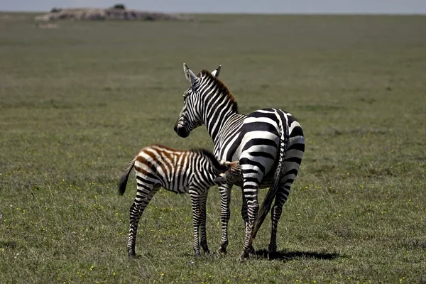 Zebra mom and baby — Stock Photo, Image