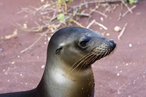 Sealion på Galapagosøyene – stockfoto