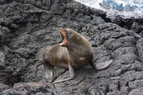 Sjøløve bjeffer på Galapagosøyene – stockfoto