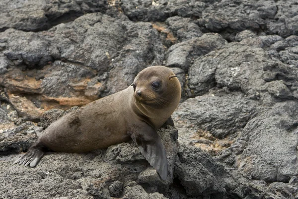 Galapagos Adaları'nda deniz aslanı — Stok fotoğraf