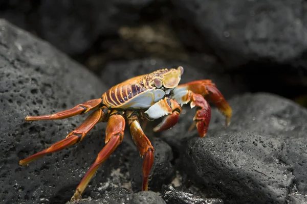 stock image Sally Lightfoot crab