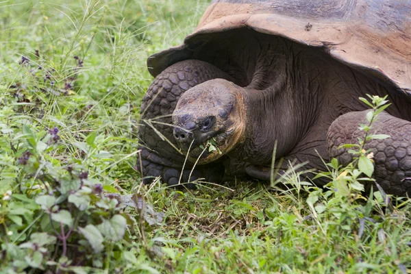 Giant Galapagos tortoise — Stock Photo, Image