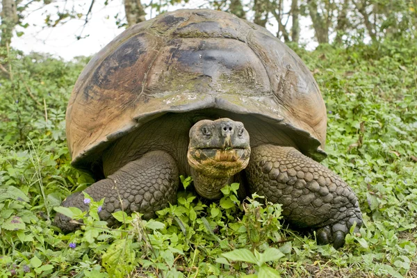 Una tortuga gigante de Galápagos — Foto de Stock