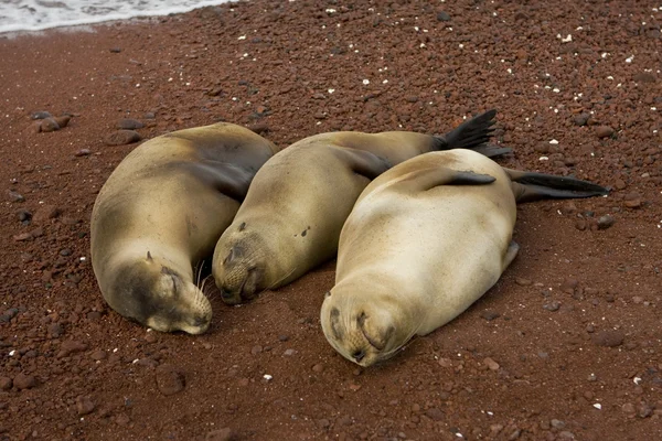 Três leões marinhos grávidas esperando para dar à luz — Fotografia de Stock