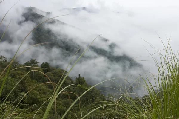 Ecuadorianischer Nebelwald — Stockfoto