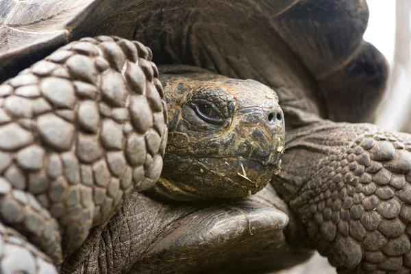 Riesengalapagos-Schildkröte — Stockfoto