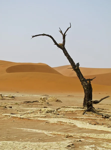 Duna de areia no Parque Nacional Namib-Nauktuft Namíbia — Fotografia de Stock