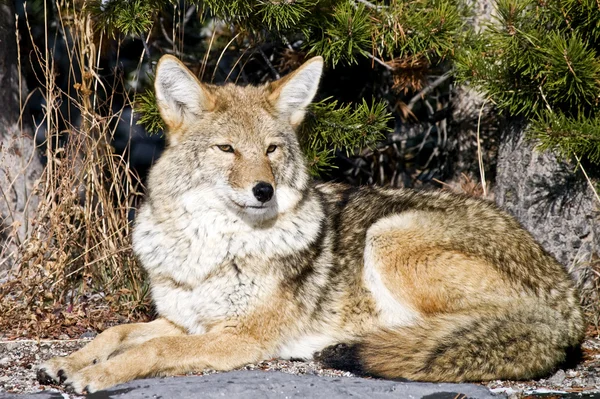 Coyote che riposa dopo caccia per un topo Fotografia Stock