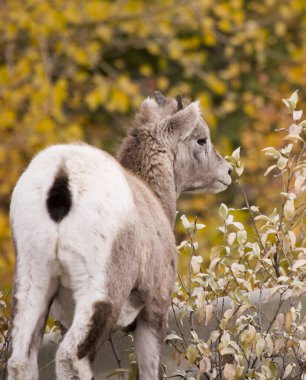 Genç kayalık dağ bighorn koyun