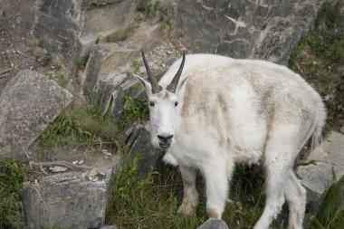 macho cabrío de montaña en el borde del acantilado del acantilado