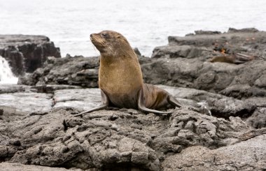 galapagos Adaları deniz aslanı kürk