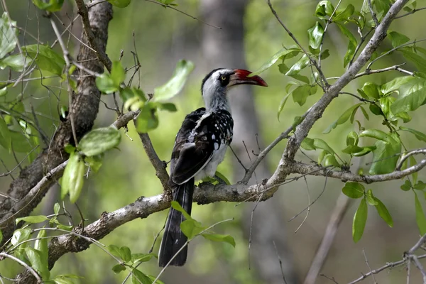 Uccello becco rosso Hornbill — Foto Stock