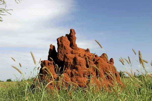 Termite tumulo — Foto Stock