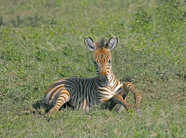 Jonge zebra — Stockfoto