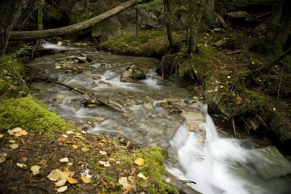 Stream nella valle di Robson — Foto Stock