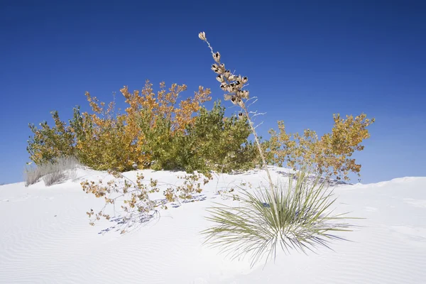 Park Narodowy White Sands — Zdjęcie stockowe