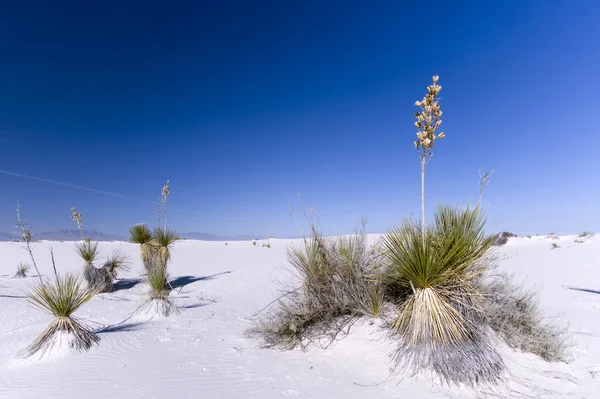 White Sands Ulusal Parkı — Stok fotoğraf