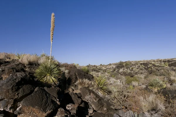 Wunderschöne Wüstenszene eingerahmt von blauem Himmel — Stockfoto