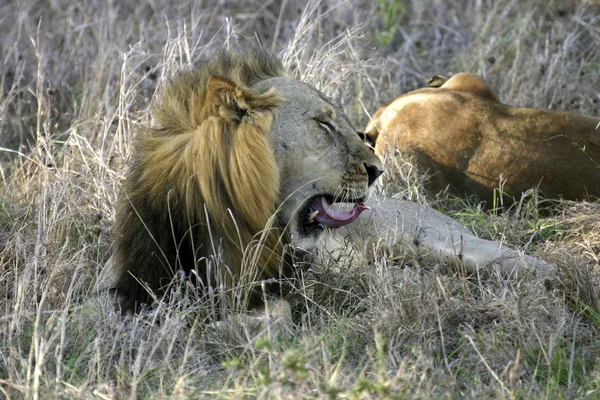 Un lion mâle bâille dans le parc Mikumi Tanzanie Afrique — Photo