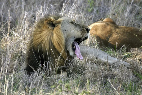 Un león macho bostezando en Mikumi Park Tanzania África — Foto de Stock