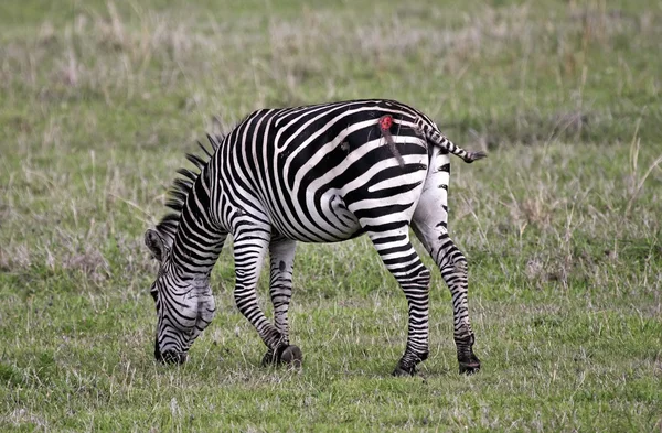Zebra atacada por um leão — Fotografia de Stock