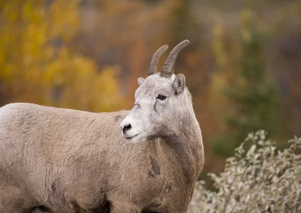 Rotsachtige berg bighorn schapen — Stockfoto