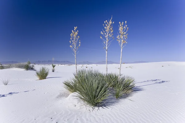 Εθνικό Πάρκο White Sands — Φωτογραφία Αρχείου