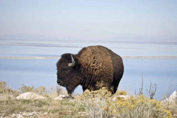 Buffalo in Antelope Island State Park — Stock Photo, Image