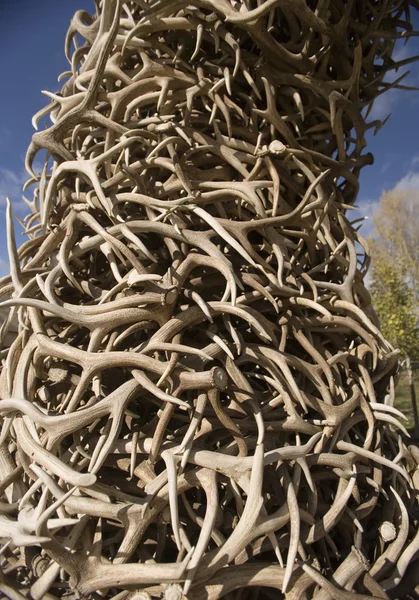 Stack of Antlers from the Elk reserve — Stock Photo, Image
