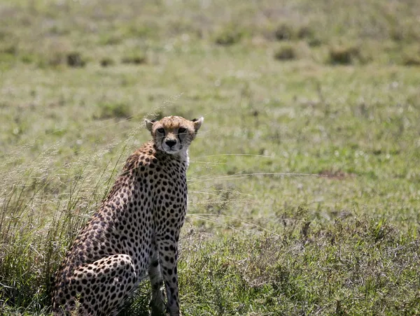 Cheetah missed her prey and needs rest after a hard run
