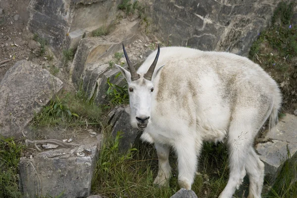 Billy Mountain Goat on cliff edge of cliff — Stock Photo, Image