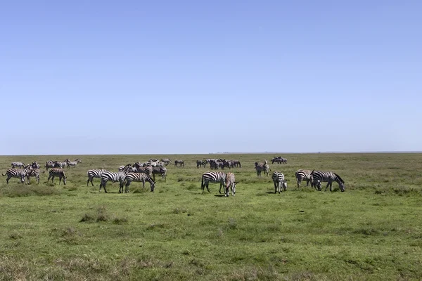 Zebra besättningen i serengeti — Stockfoto
