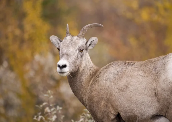 Rocky Mountain Bighorn Sheep — Stock Photo, Image