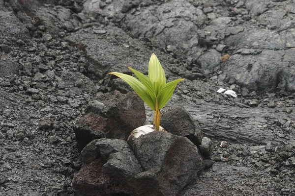 Kokosnuss wächst im Lavagestein Stockbild