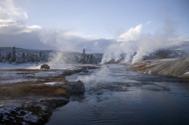 Yellowstone Şofben ve bir bufalo