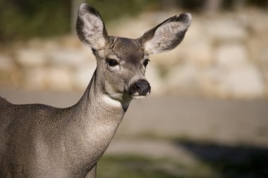 Deer close up clipart