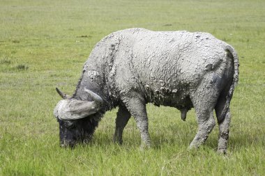 Cape buffalo