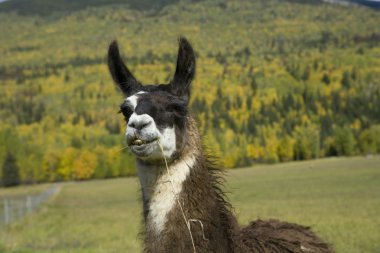 Llama eating grass clipart