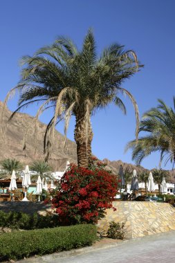 resot dahab, Mısır